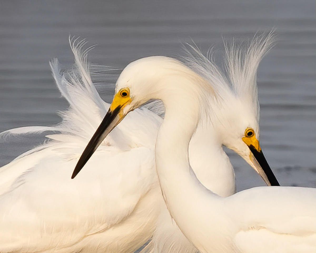 Photo of Egrets
