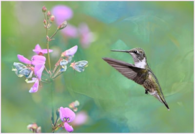 hummingbird photo by jack wildlife